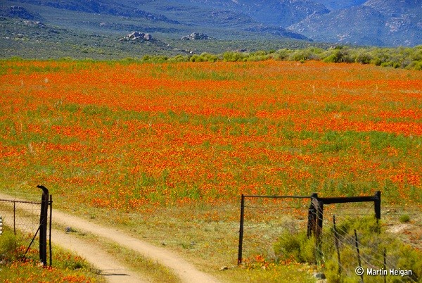 Đến châu Phi ngắm cảnh đẹp ngàn hoa cúc